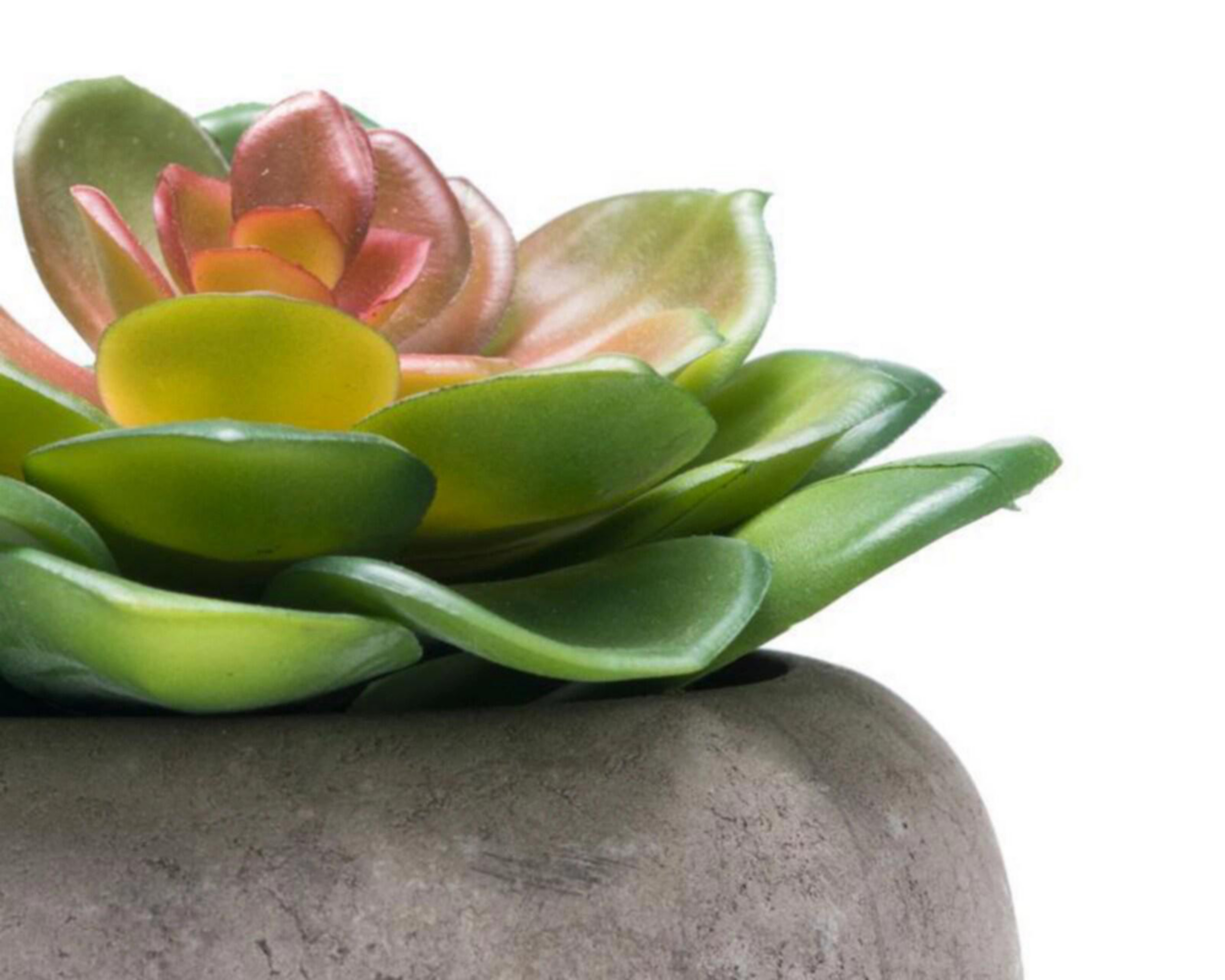 Foto 4 pulgar | Planta Decorativa Janeth Gris