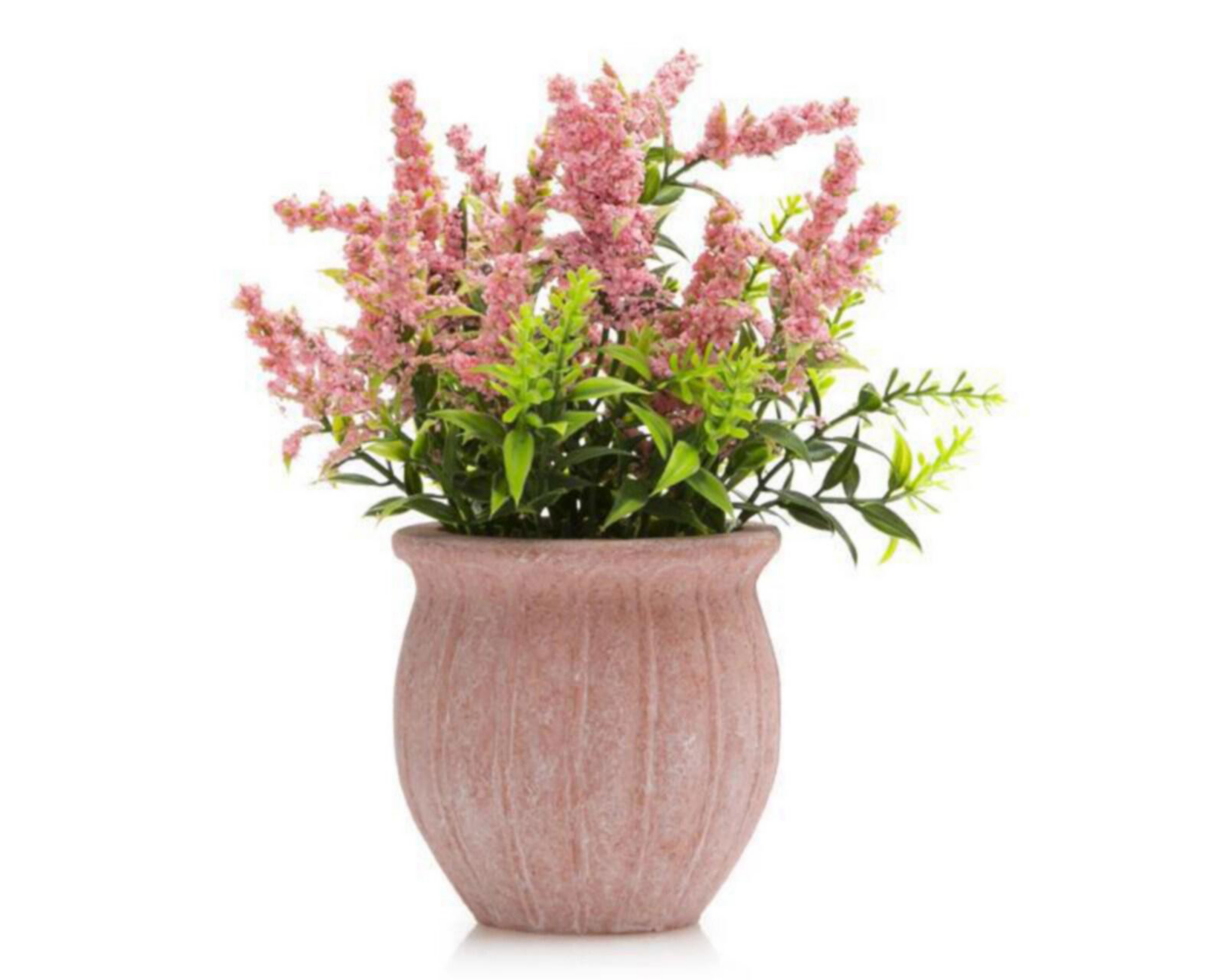 Foto 2 pulgar | Planta Decorativa Ellen Rose
