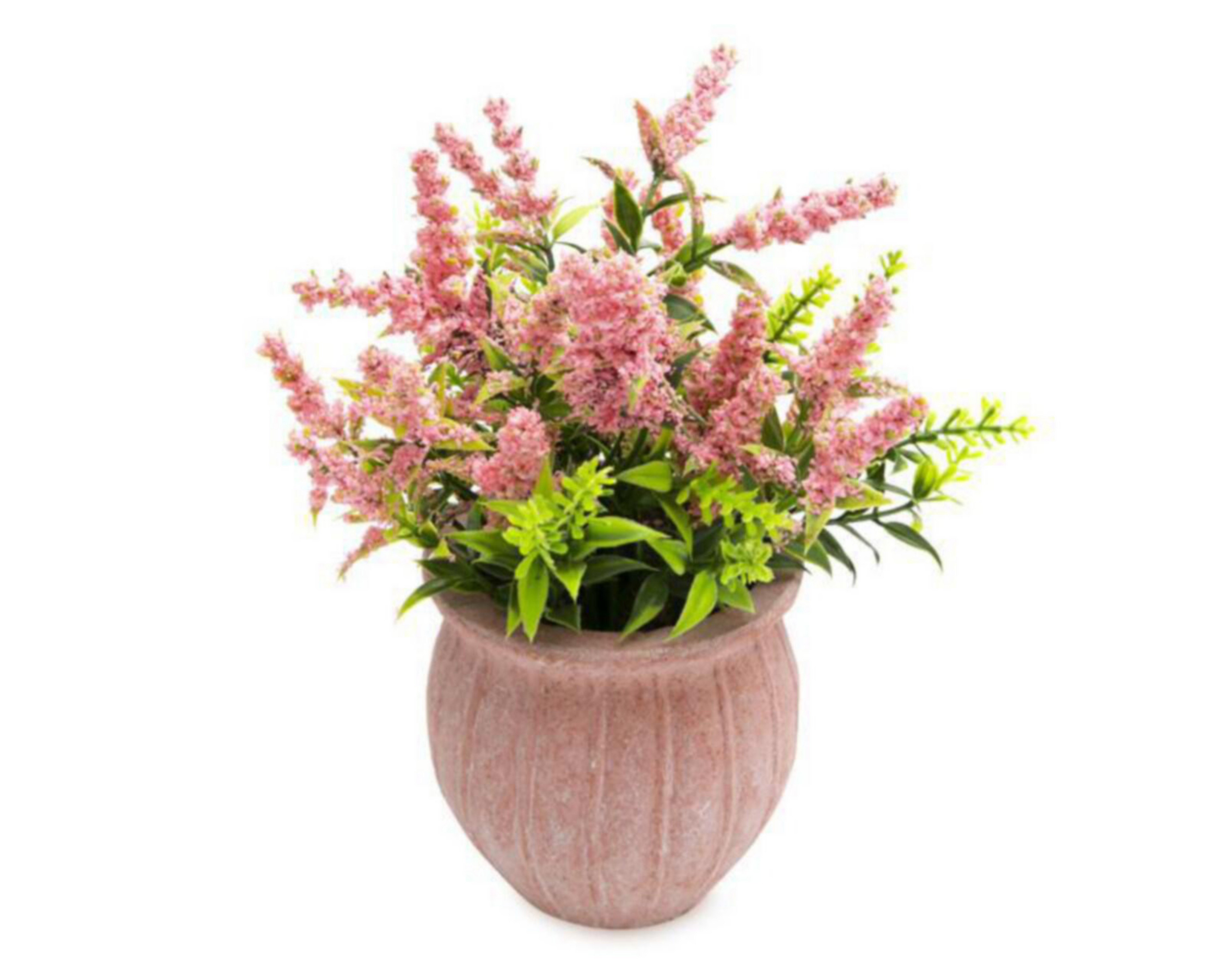 Foto 3 pulgar | Planta Decorativa Ellen Rose