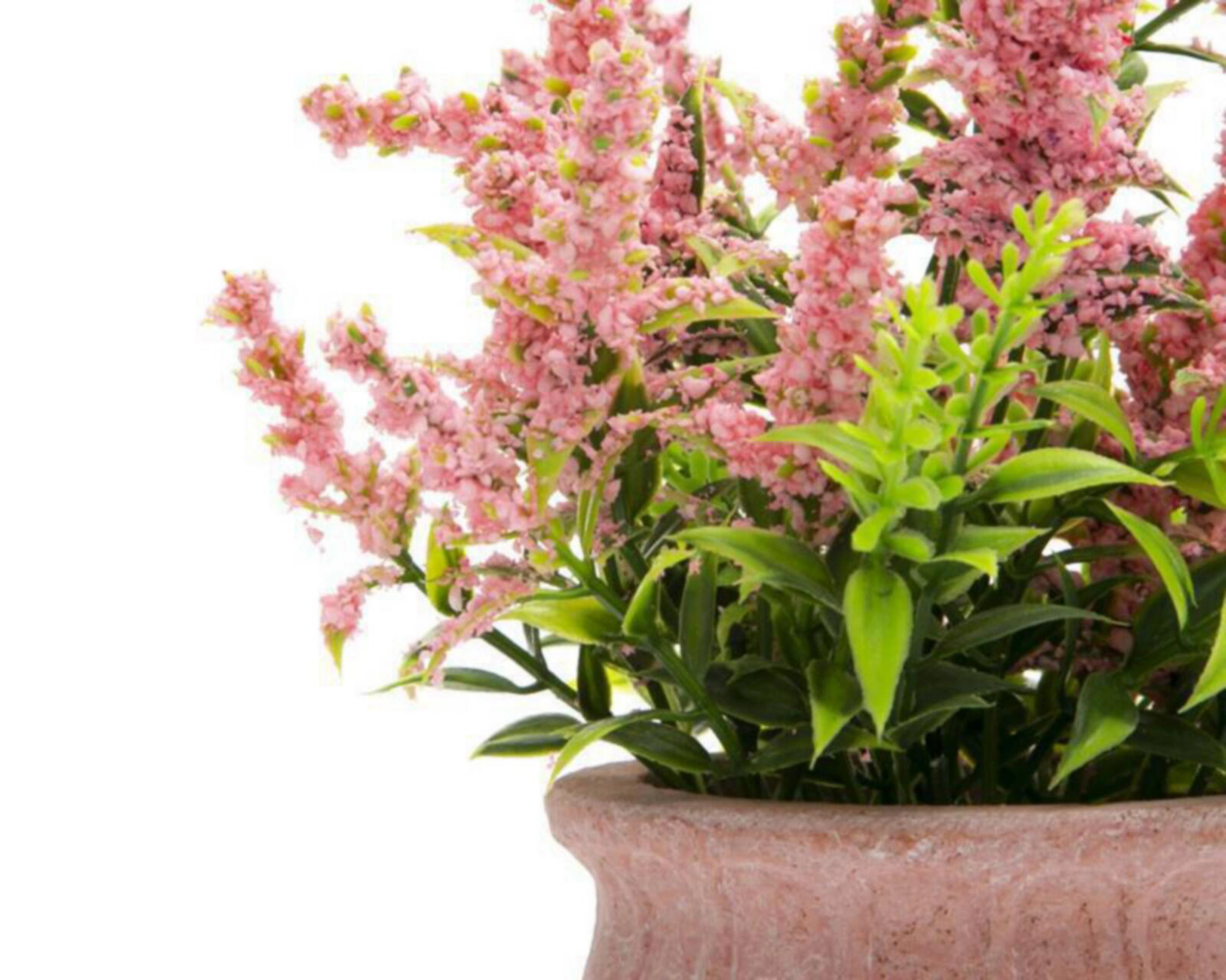 Foto 4 pulgar | Planta Decorativa Ellen Rose