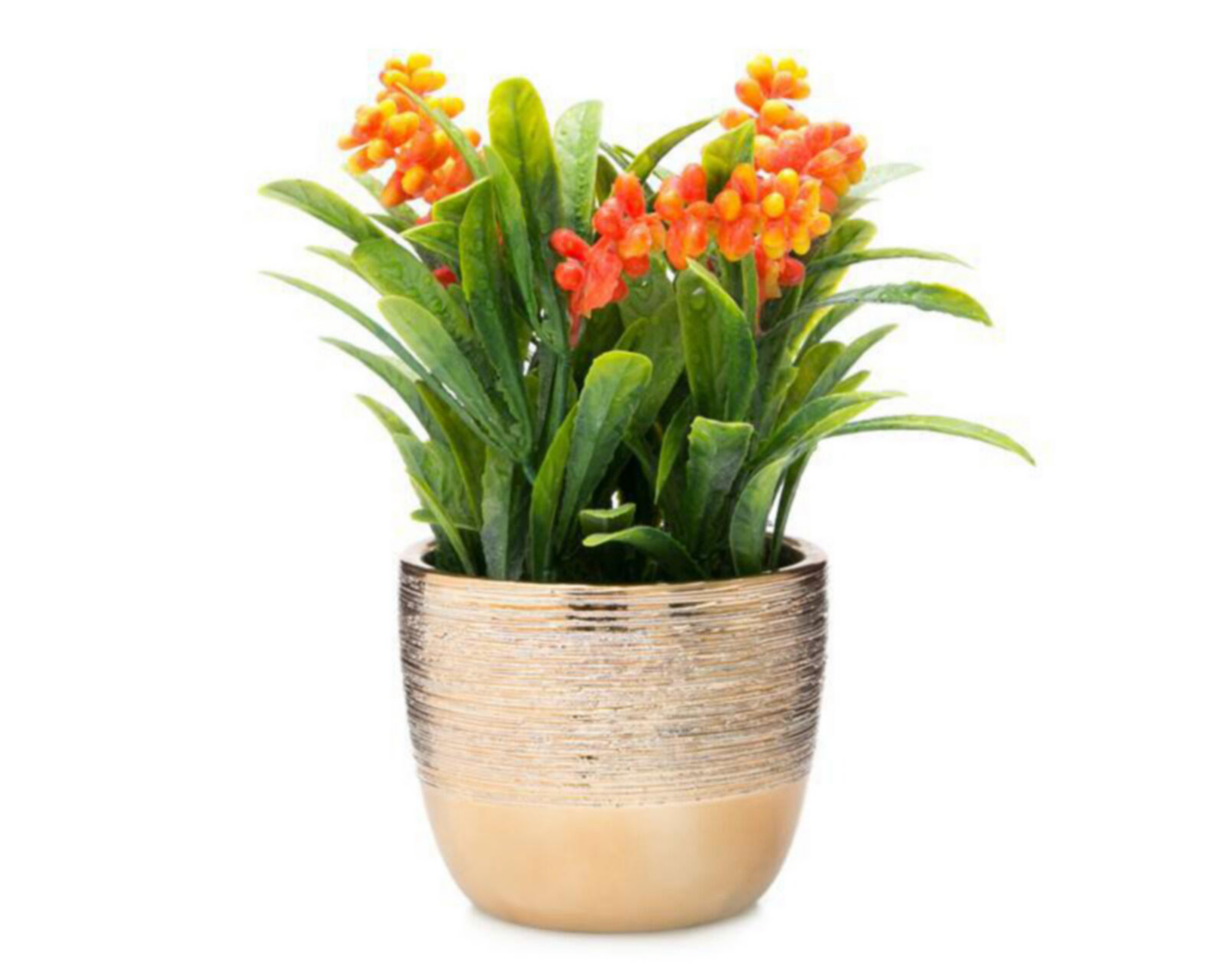Planta Decorativa Elouise