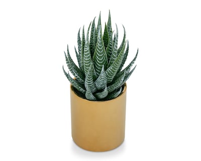 Foto 2 | Aloe Vera Artificial con Maceta 18 cm