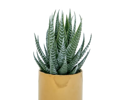 Foto 3 | Aloe Vera Artificial con Maceta 18 cm