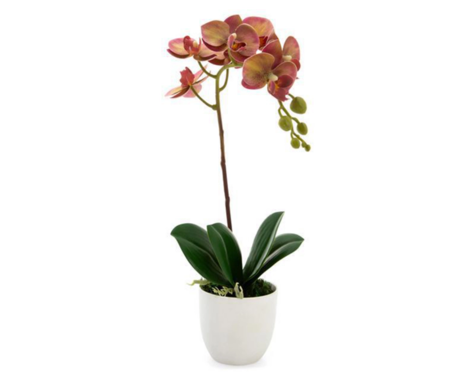 Planta Artificial Zenobia 40Cm