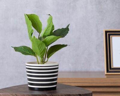 Foto 4 | Planta Artificial con Maceta Starhaus 28 cm