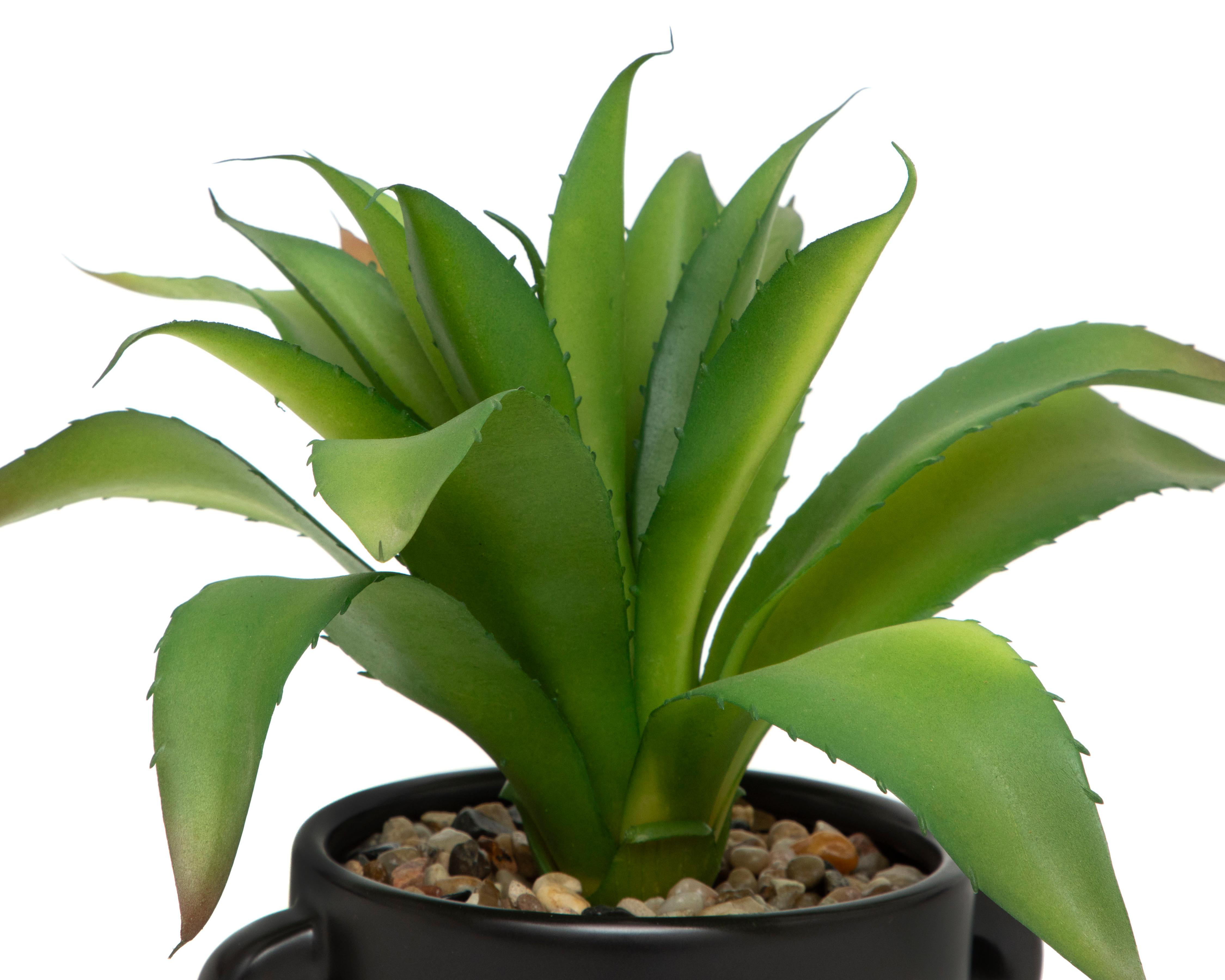 Foto 4 pulgar | Aloe Vera con Maceta Starhaus 27 cm