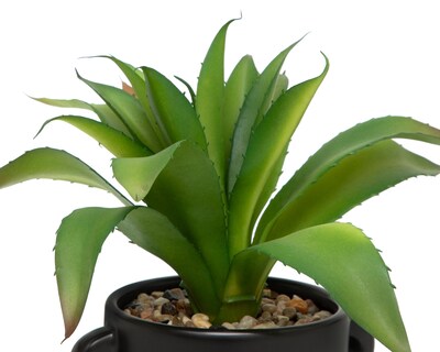 Foto 3 | Aloe Vera con Maceta Starhaus 27 cm