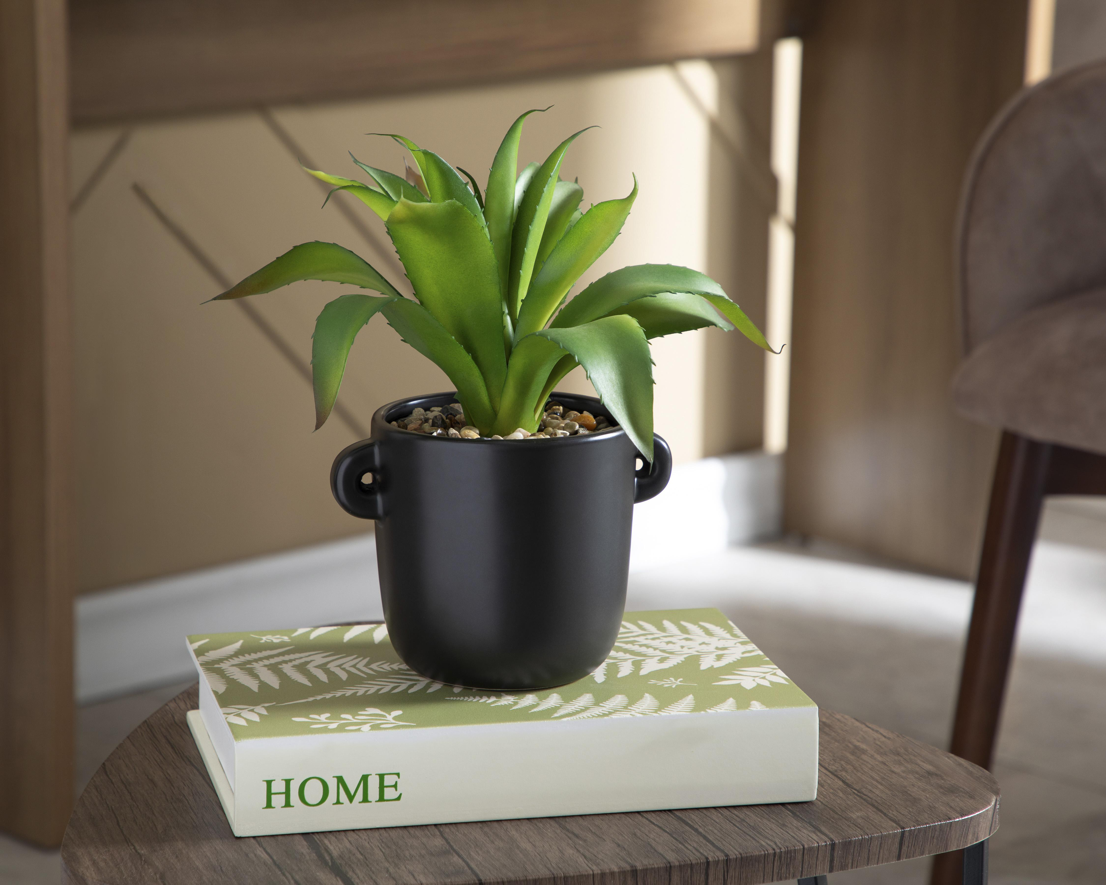 Foto 4 | Aloe Vera con Maceta Starhaus 27 cm