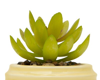 Foto 3 | Suculenta Artificial con Maceta Starhaus 10 cm