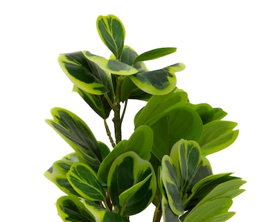 Foto 3 | Peperomia Artificial con Maceta Starhaus 41 cm