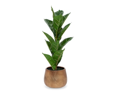 Foto 1 | Ficus Artificial con Maceta Starhaus 53 cm