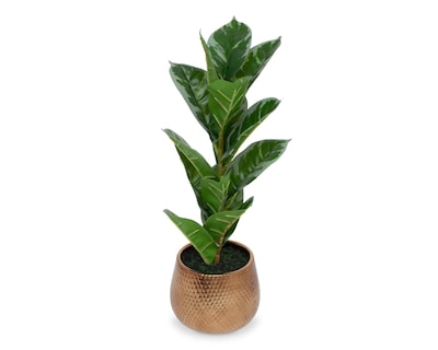 Foto 2 | Ficus Artificial con Maceta Starhaus 53 cm