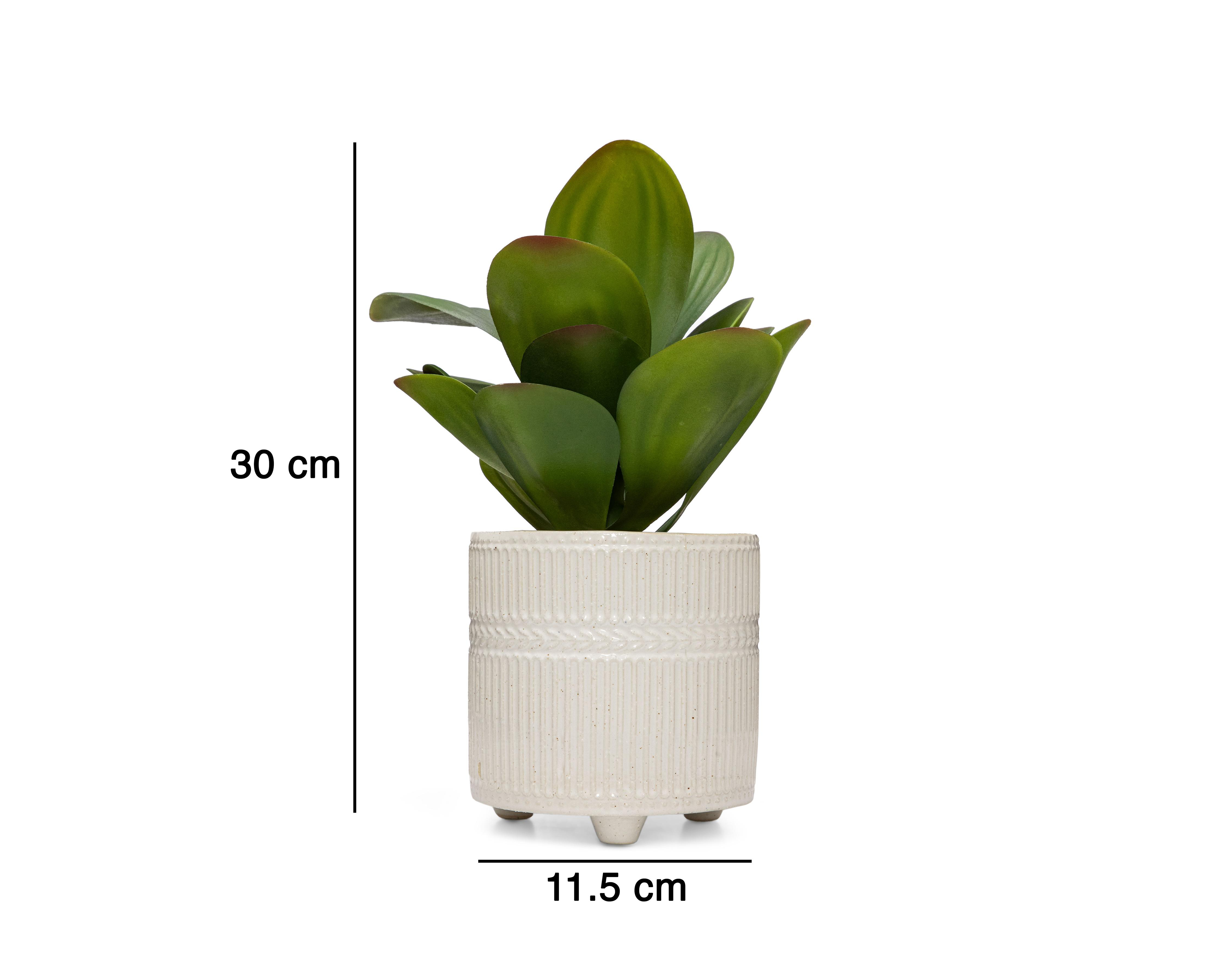 Foto 6 pulgar | Orquídea con Maceta Starhaus 30 cm