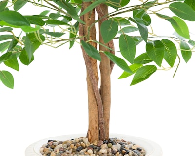 Foto 4 | Ficus con Maceta Starhaus 120 cm