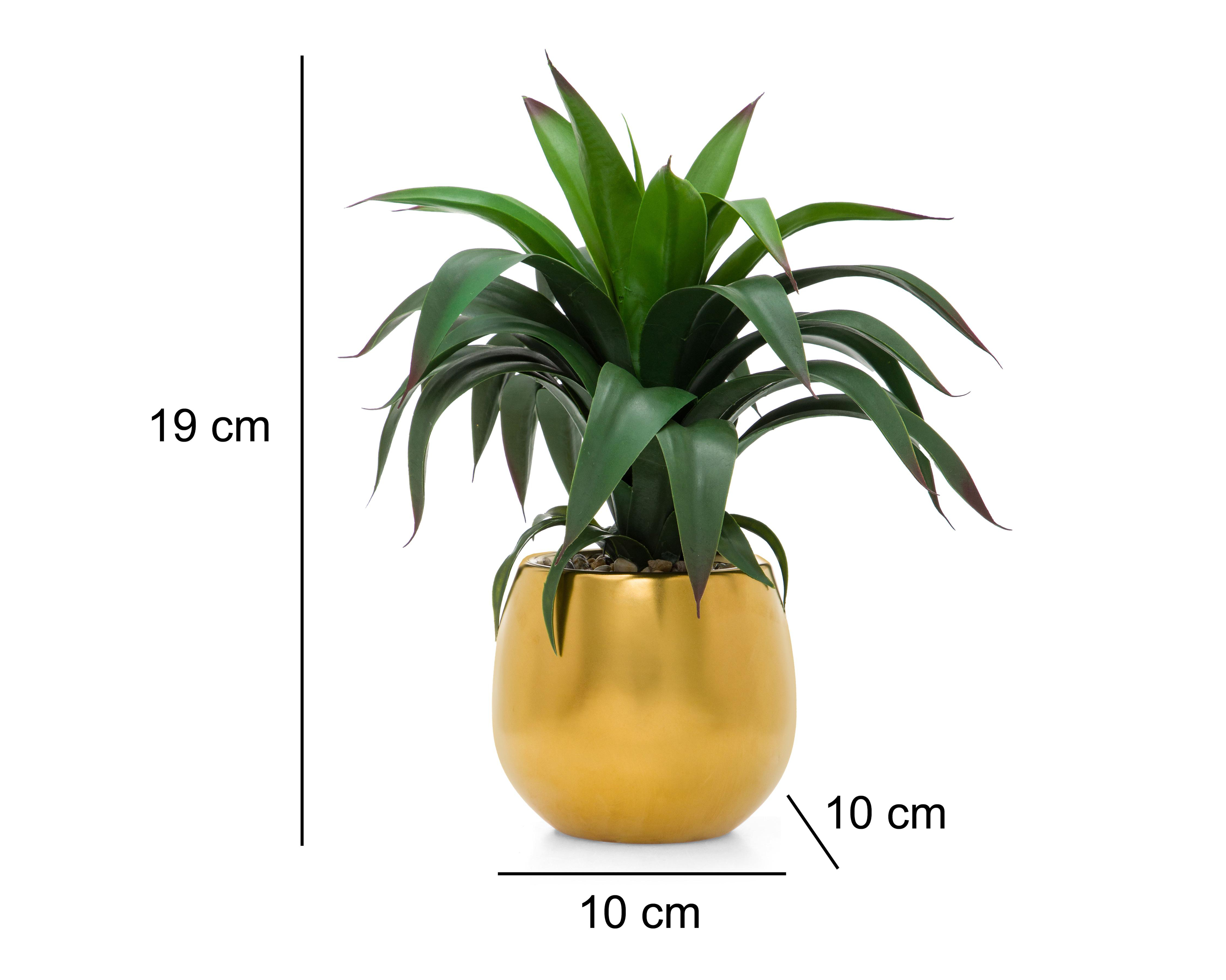 Foto 5 | Suculenta con Maceta Starhaus 19 cm