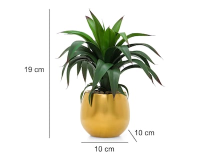 Foto 5 | Suculenta con Maceta Starhaus 19 cm
