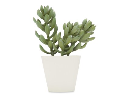 Foto 1 | Suculenta con Maceta Starhaus 17.5 cm