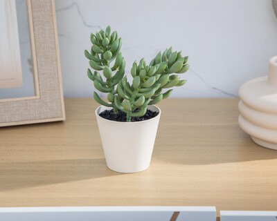 Foto 4 | Suculenta con Maceta Starhaus 17.5 cm
