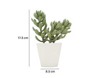Foto 5 | Suculenta con Maceta Starhaus 17.5 cm