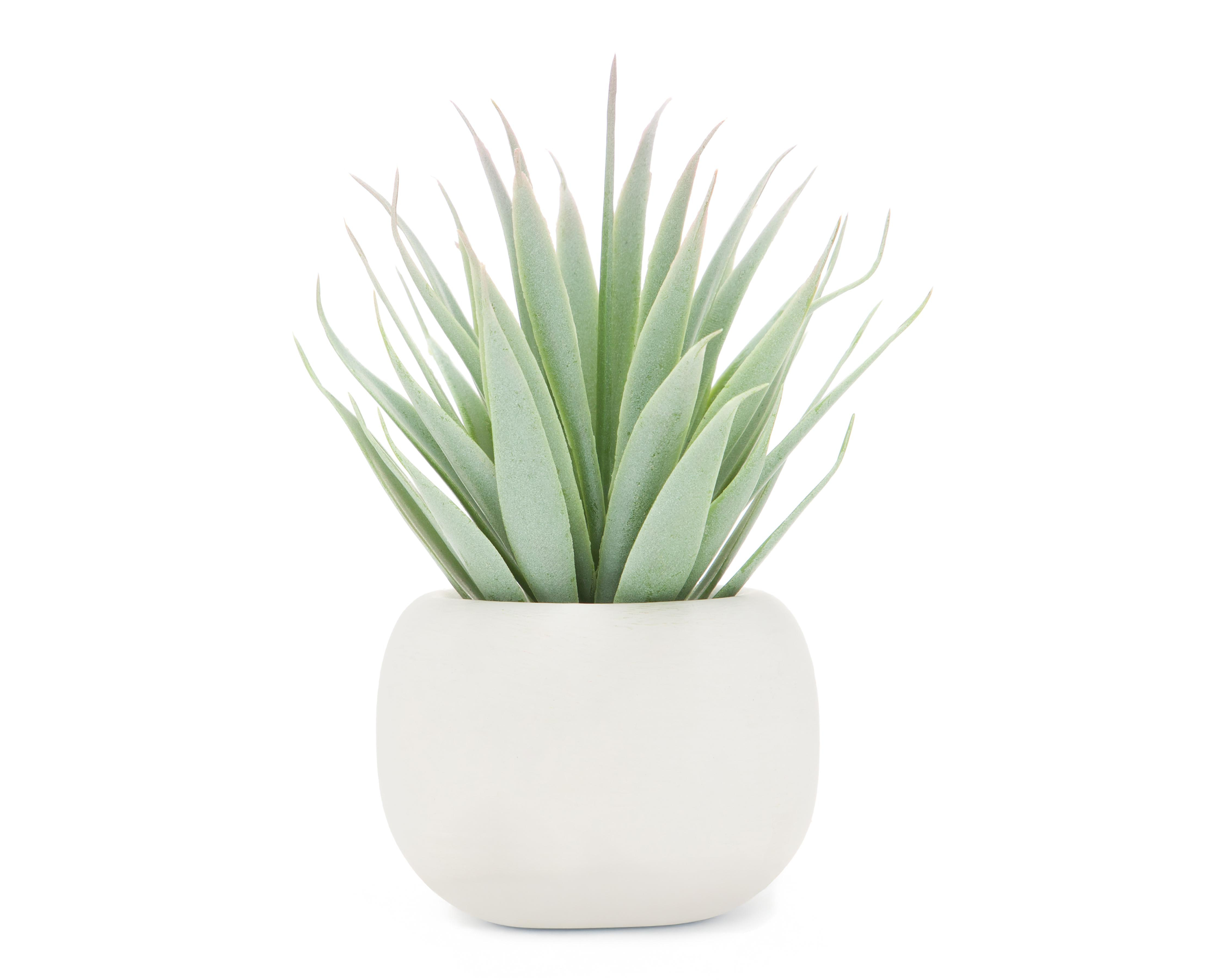 Suculenta con Maceta 7.5 cm