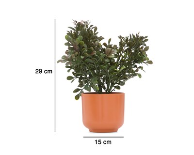 Foto 5 | Suculenta con Maceta 29 cm