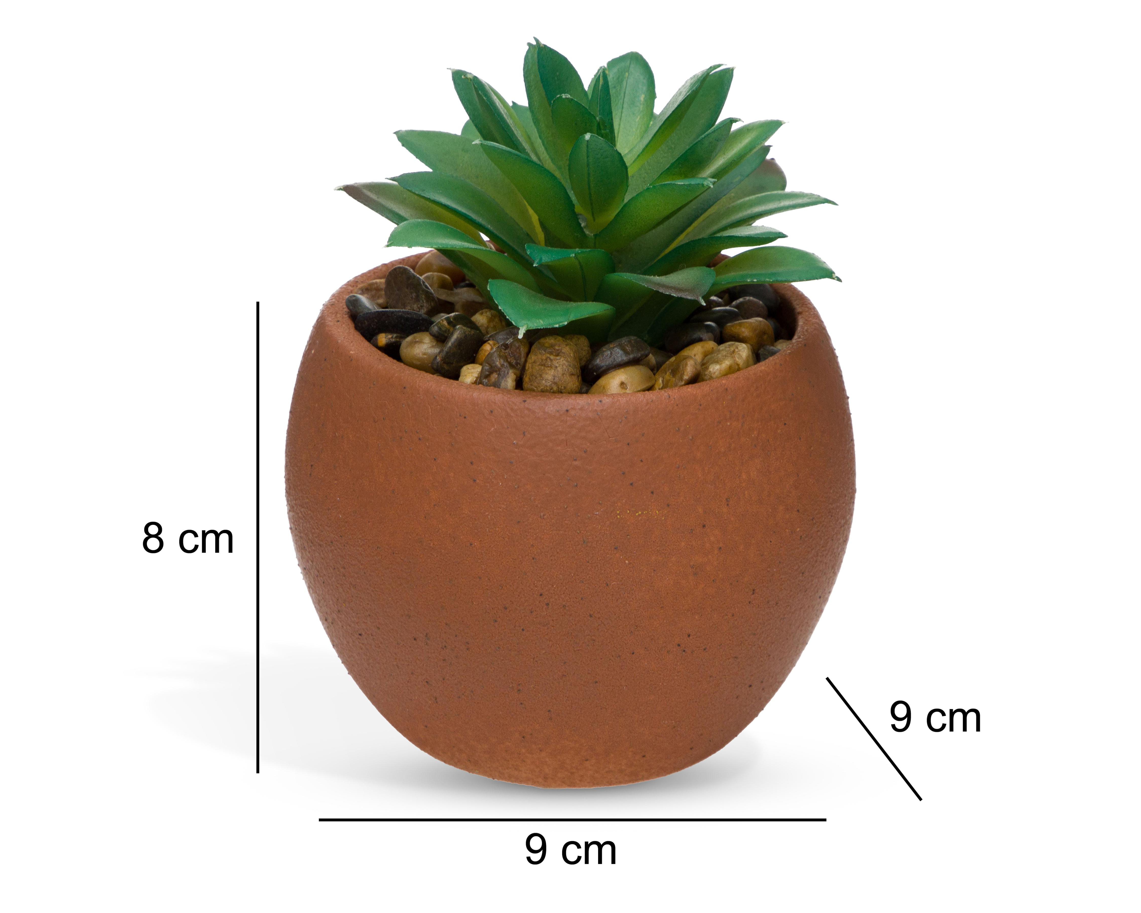 Foto 5 | Suculenta con Maceta Avalon 8 cm