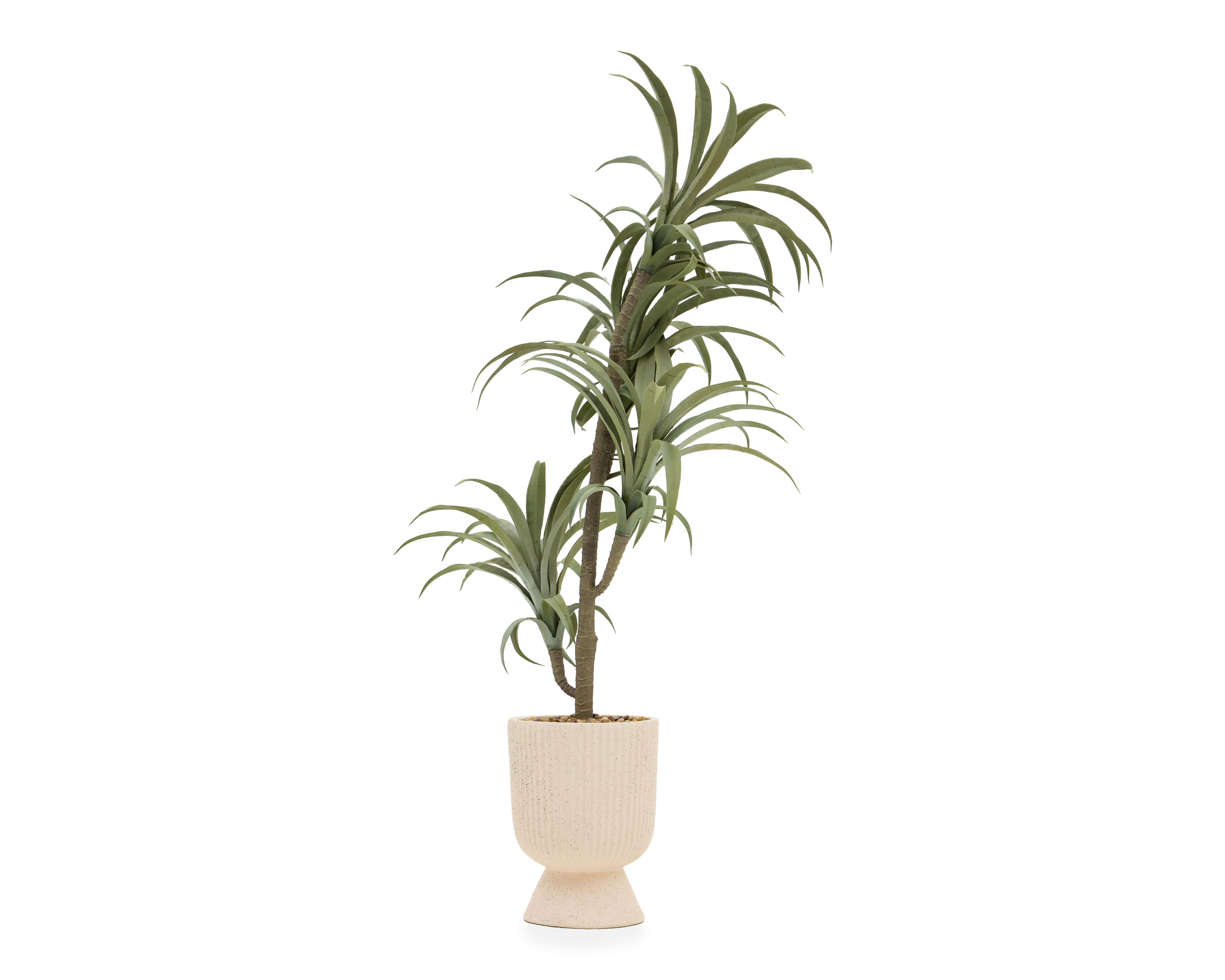 Árbol de Dragón con Maceta Starhaus 28 cm