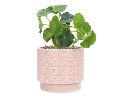 Foto 1 | Planta Decorativa Guinea 17 cm