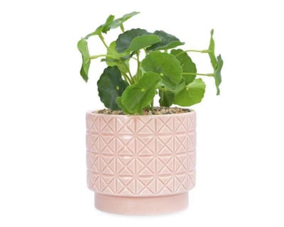 Foto 2 | Planta Decorativa Guinea 17 cm