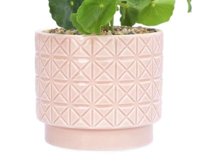 Foto 3 | Planta Decorativa Guinea 17 cm