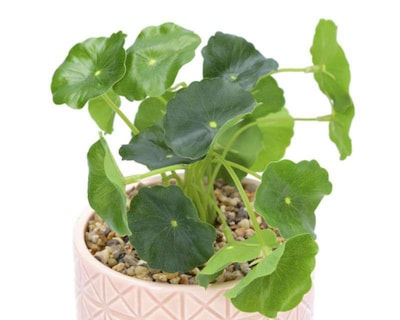 Foto 4 | Planta Decorativa Guinea 17 cm