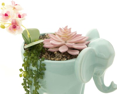 Foto 4 | Planta Decorativa Mint