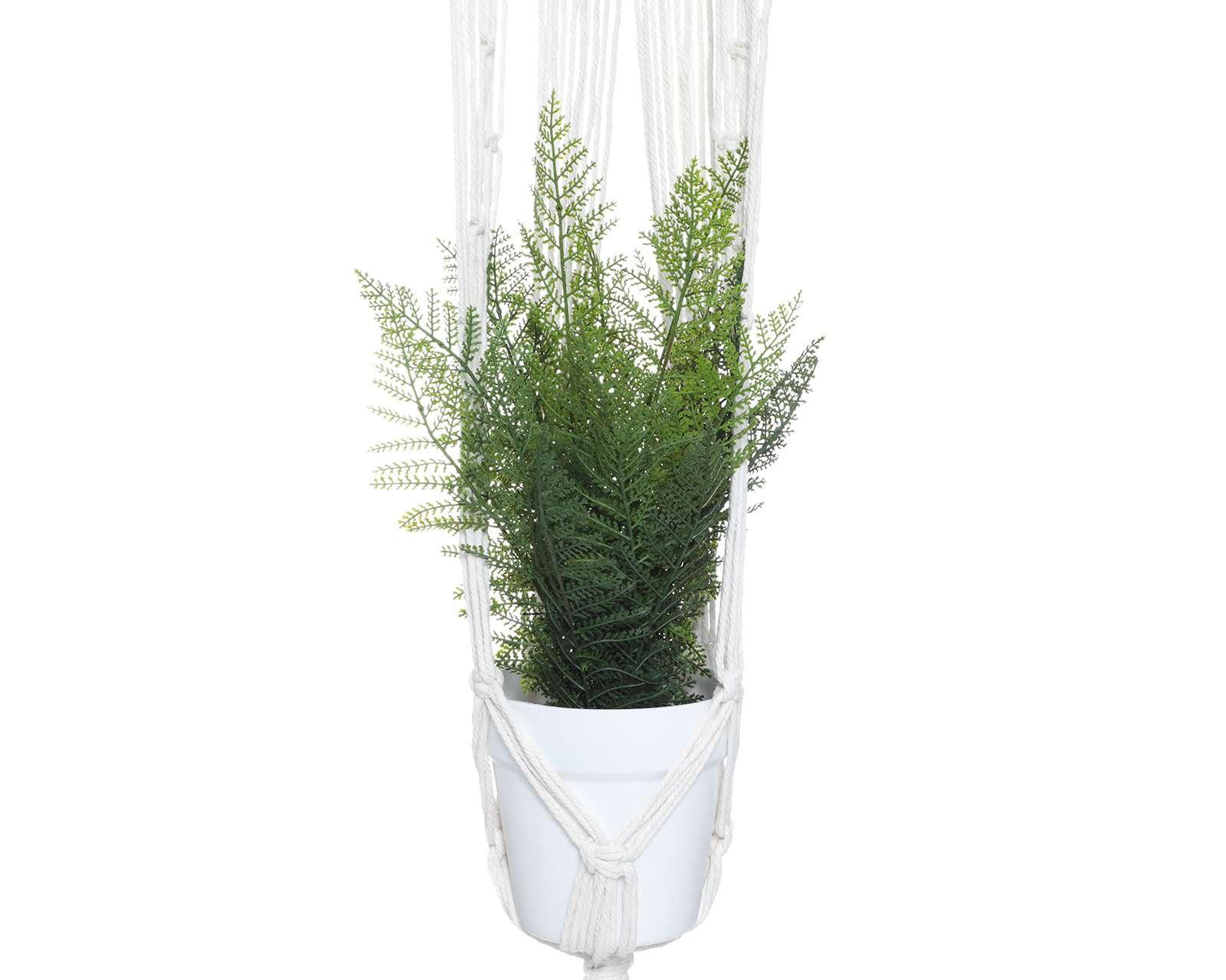 Foto 3 pulgar | Planta Decorativa Cinta