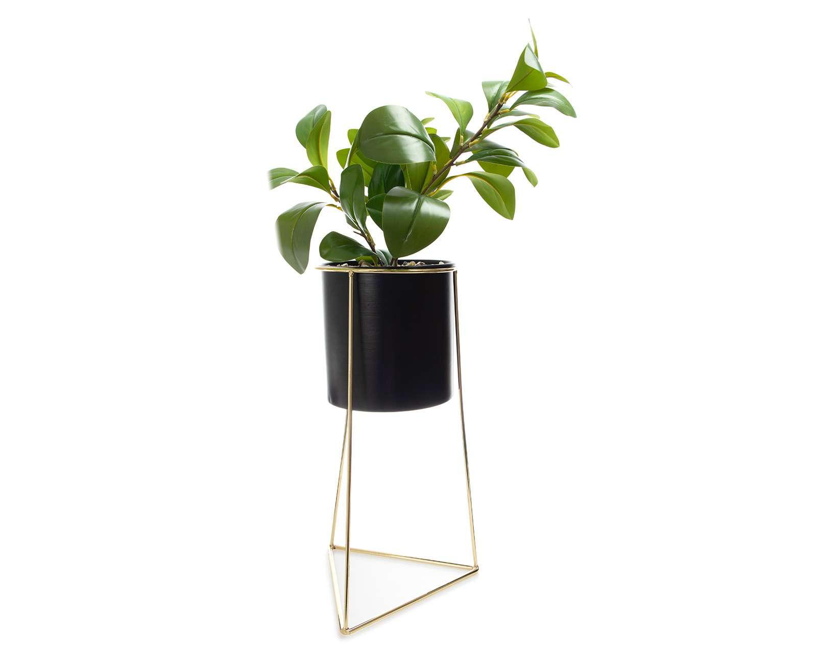 Foto 2 pulgar | Planta Decorativa Mace