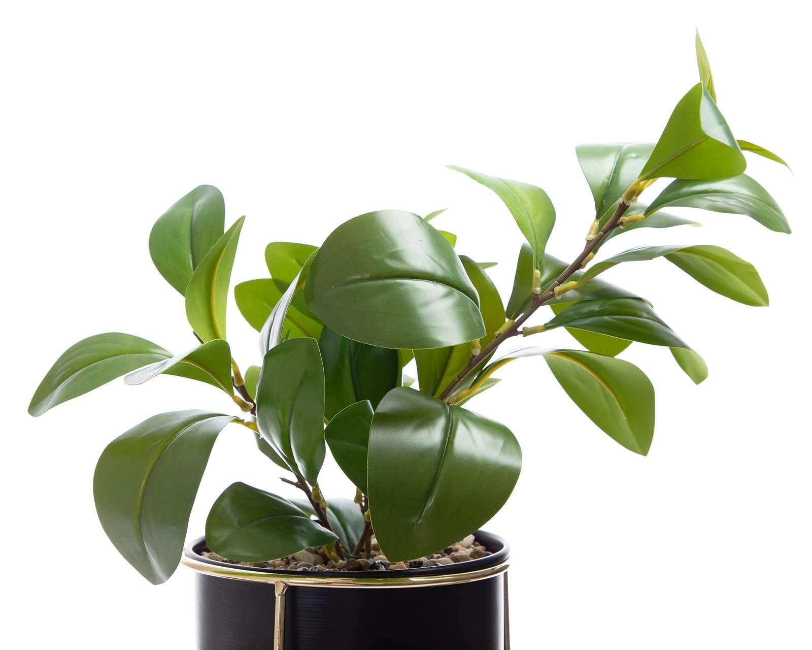Foto 3 pulgar | Planta Decorativa Mace