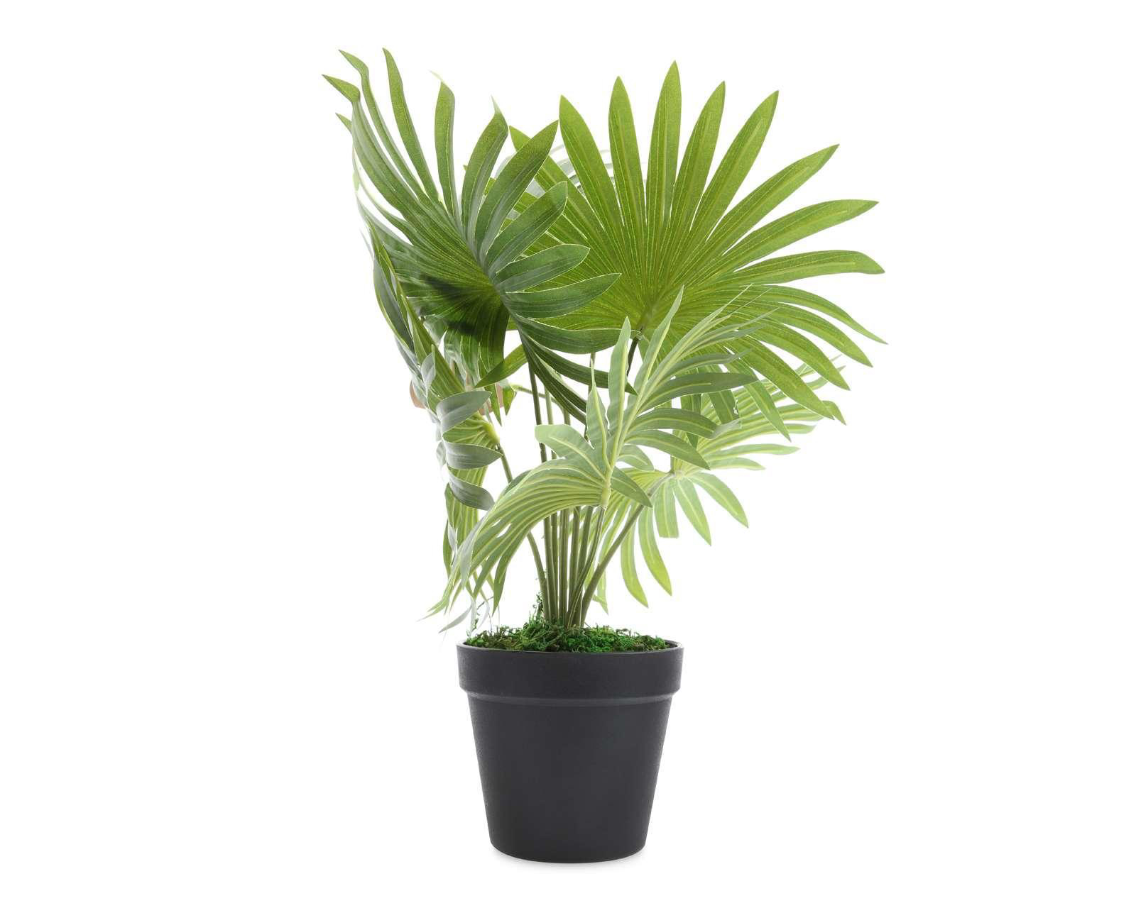 Foto 2 pulgar | Planta Decorativa Fan Palm A
