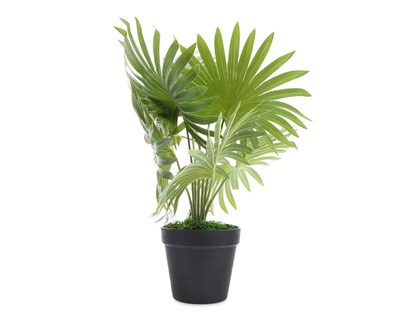 Foto 1 | Planta Decorativa Fan Palm A