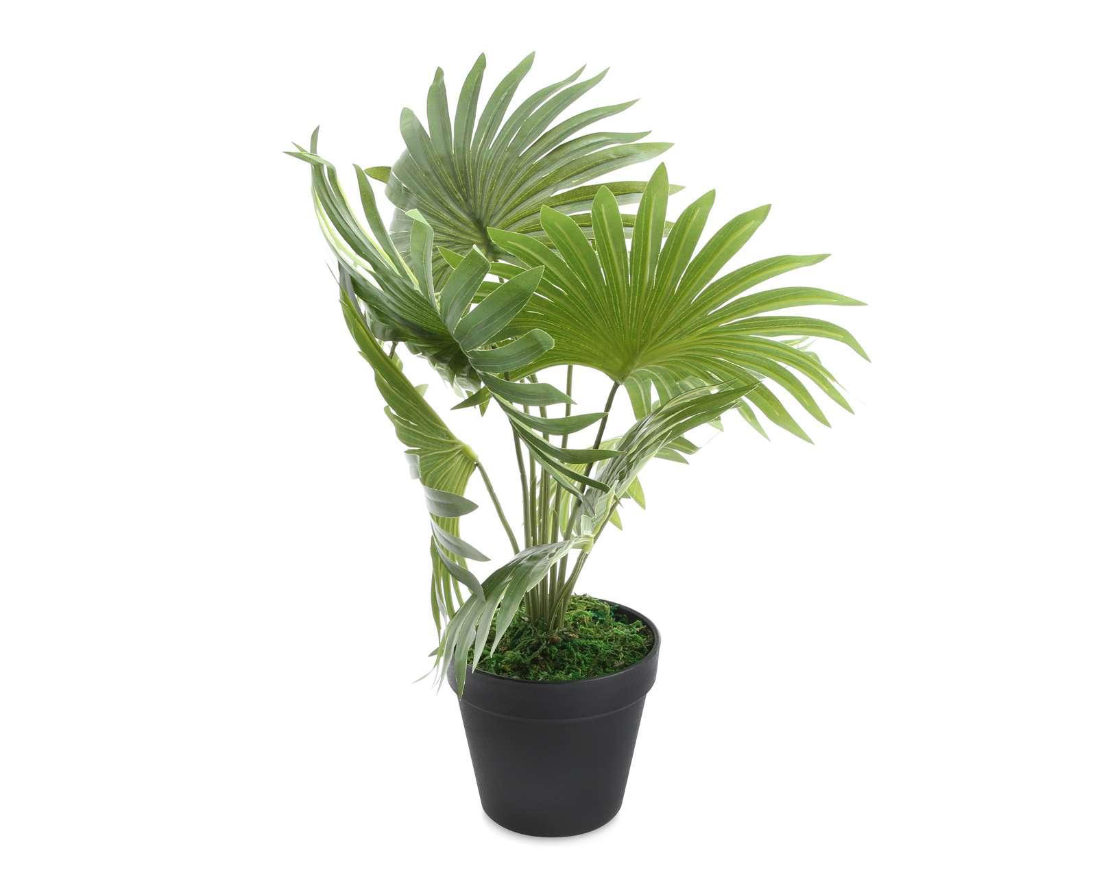 Foto 3 pulgar | Planta Decorativa Fan Palm A