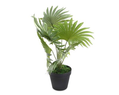 Foto 2 | Planta Decorativa Fan Palm A