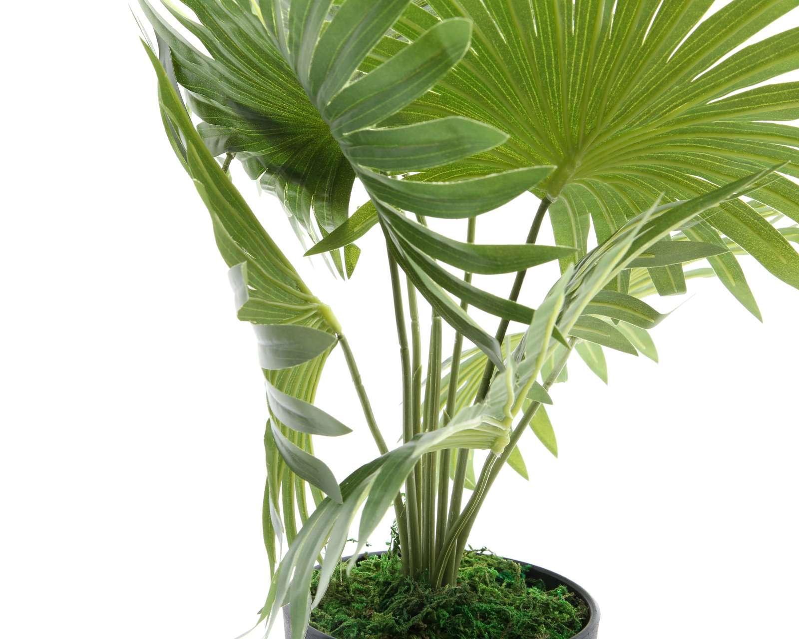Foto 3 | Planta Decorativa Fan Palm A