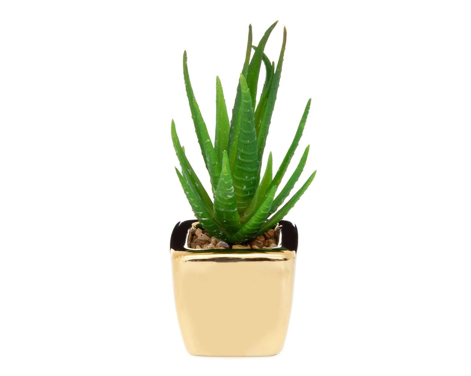 Planta Decorativa Mini Gold Plant