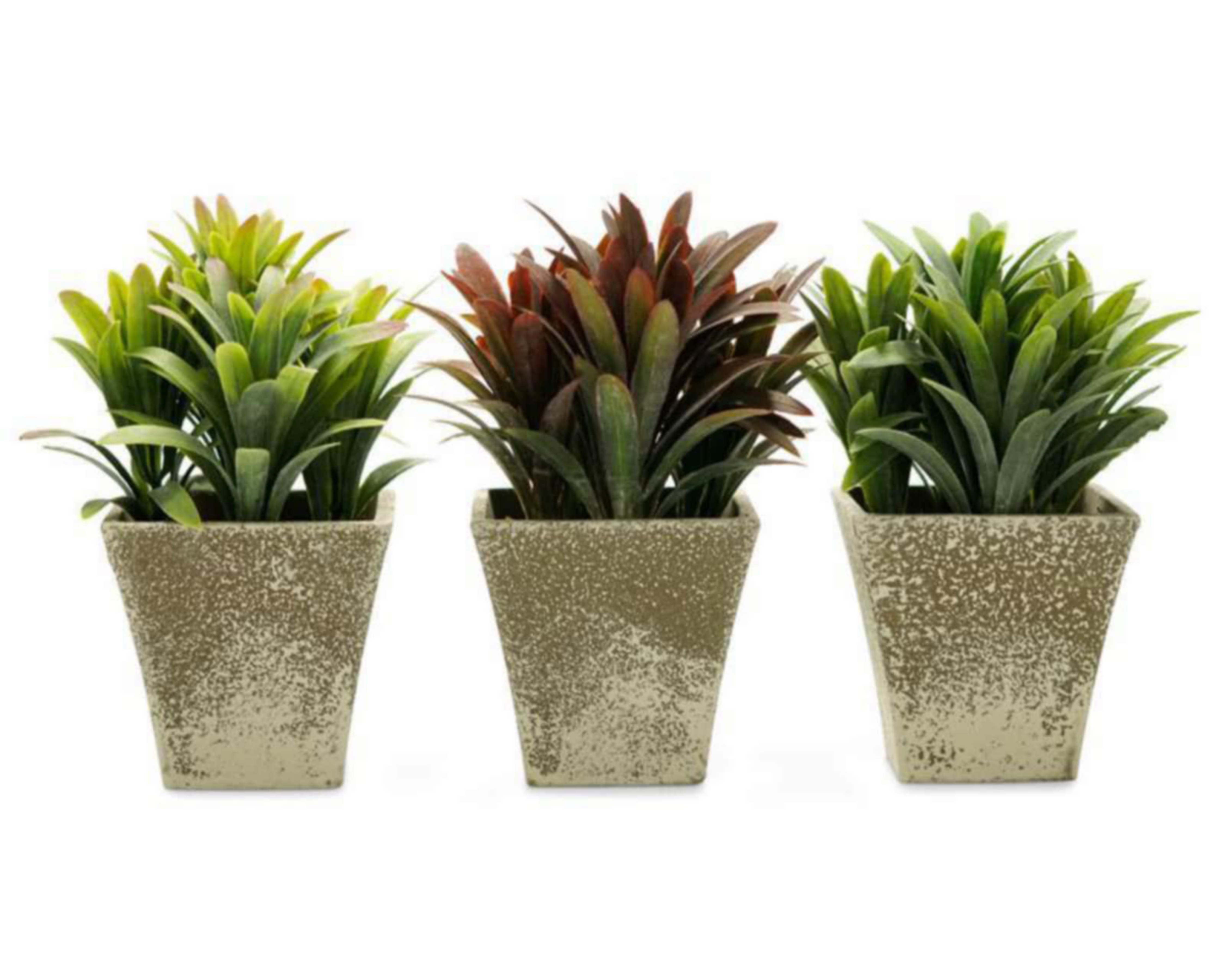 Foto 2 pulgar | Plantas Decorativas Georgina