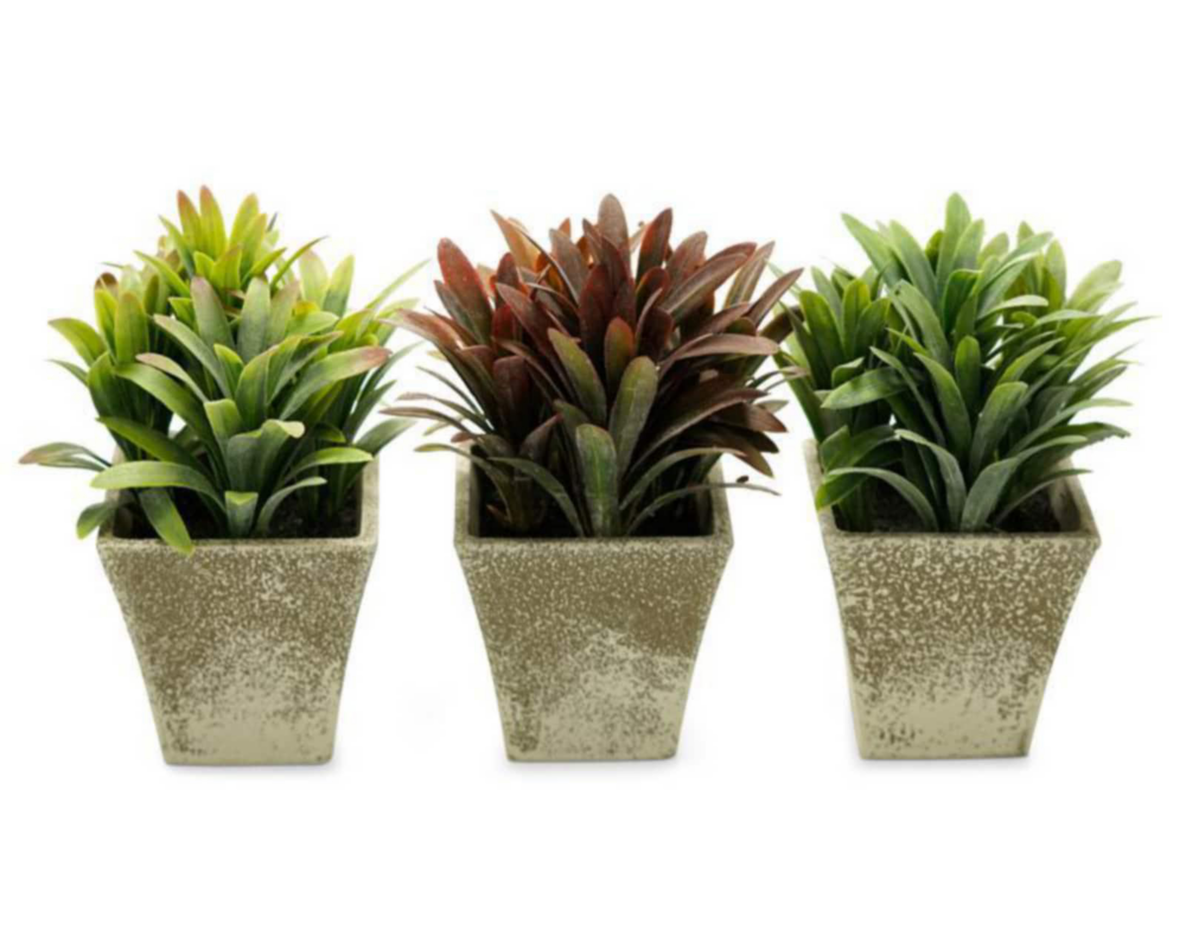 Foto 3 pulgar | Plantas Decorativas Georgina