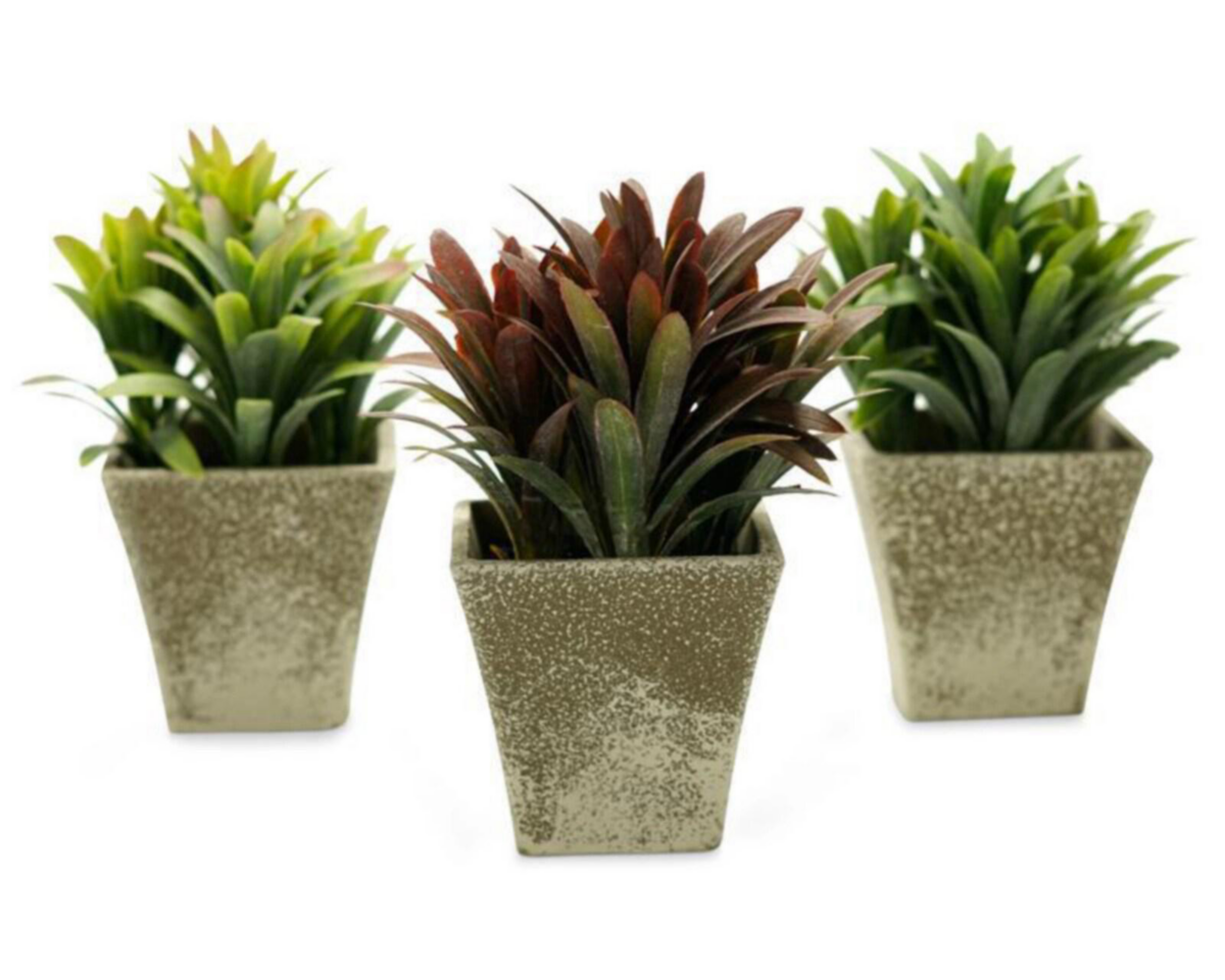 Foto 4 pulgar | Plantas Decorativas Georgina