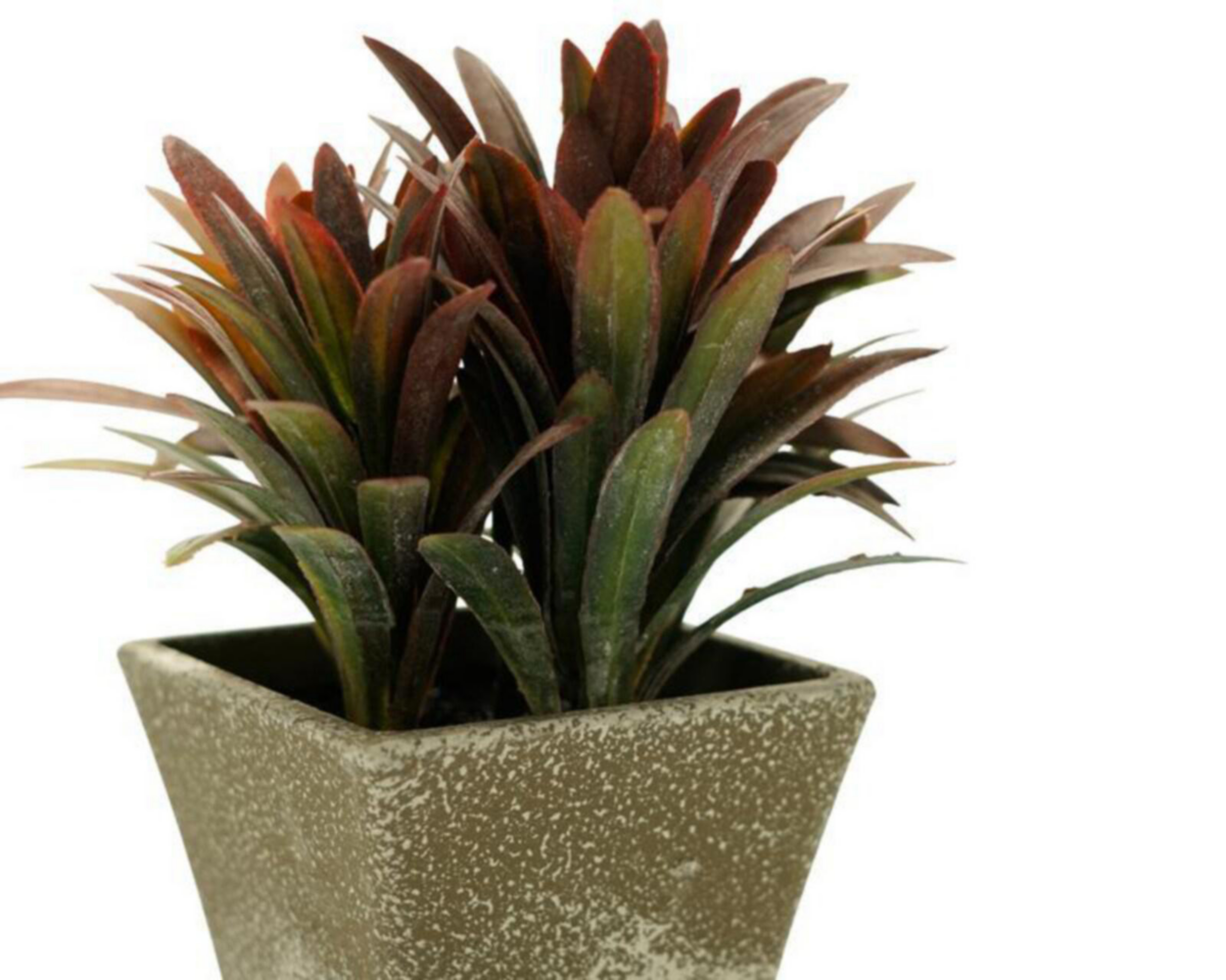 Foto 5 pulgar | Plantas Decorativas Georgina