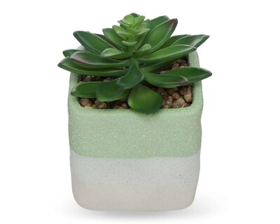 Foto 2 | Suculenta Starhaus Cixi 13 cm