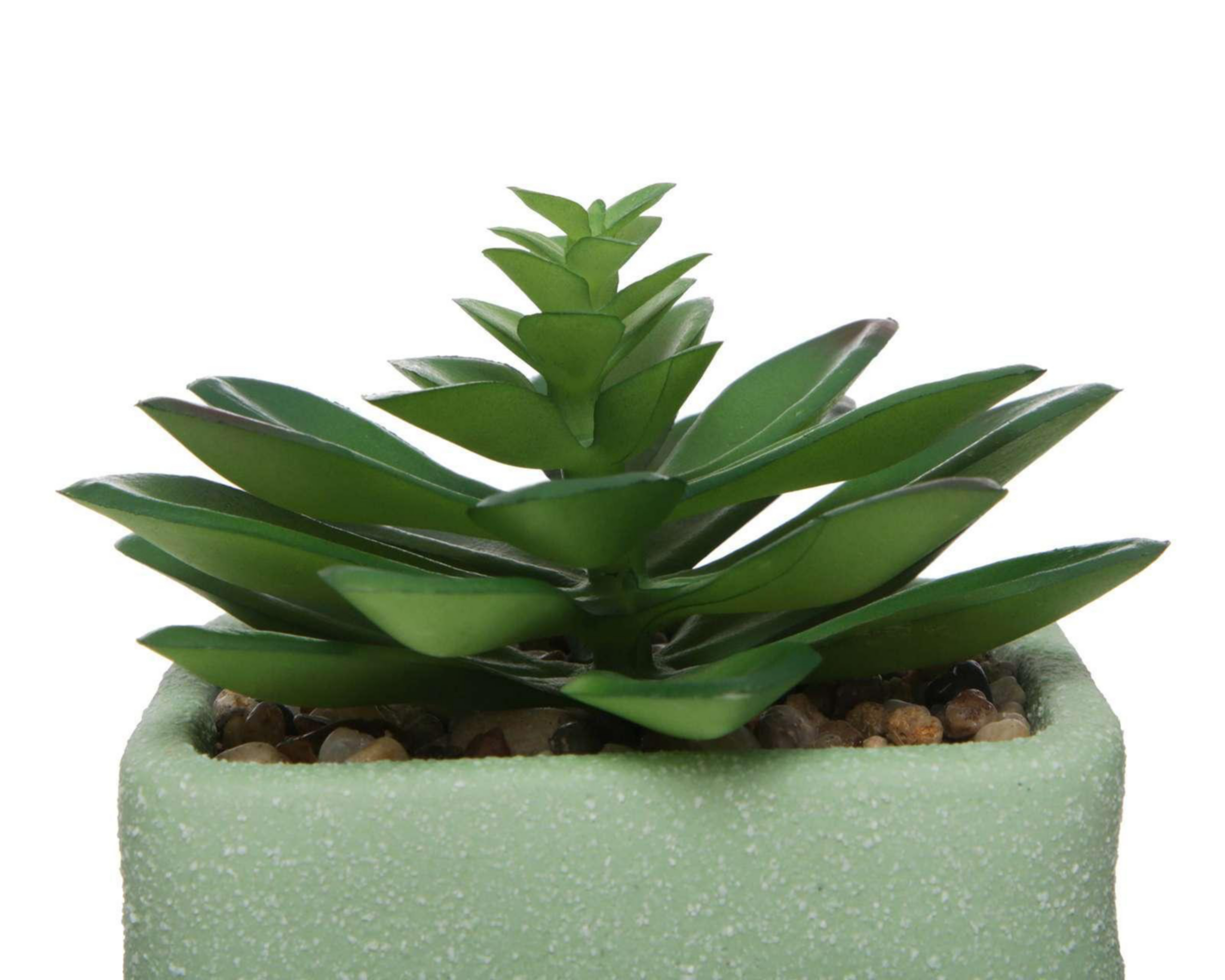 Foto 3 | Suculenta Starhaus Cixi 13 cm