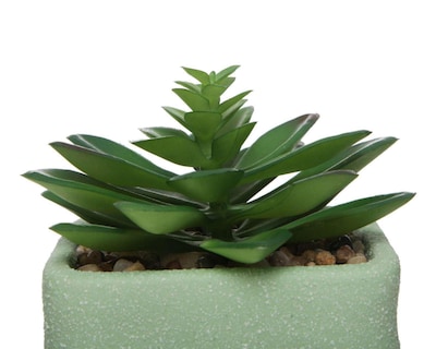 Foto 3 | Suculenta Starhaus Cixi 13 cm