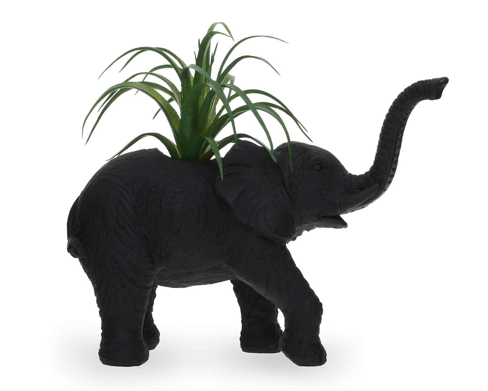 Planta Decorativa Starhaus