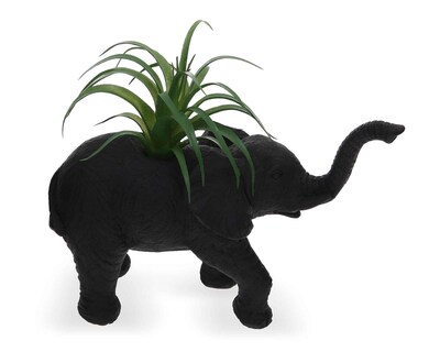 Foto 2 | Planta Decorativa Starhaus